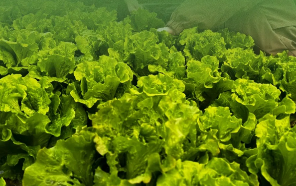 成都月子中心農(nóng)場(chǎng)主|共享菜地，開啟有機(jī)坐月子生活6