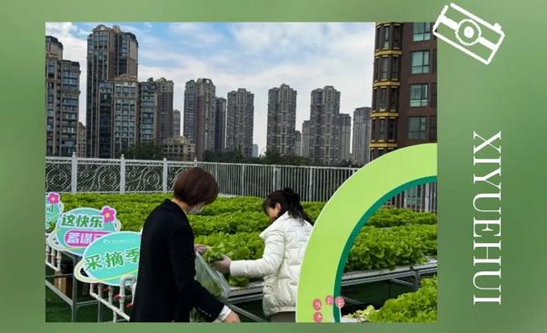 成都月子中心農(nóng)場(chǎng)主|共享菜地，開啟有機(jī)坐月子生活7